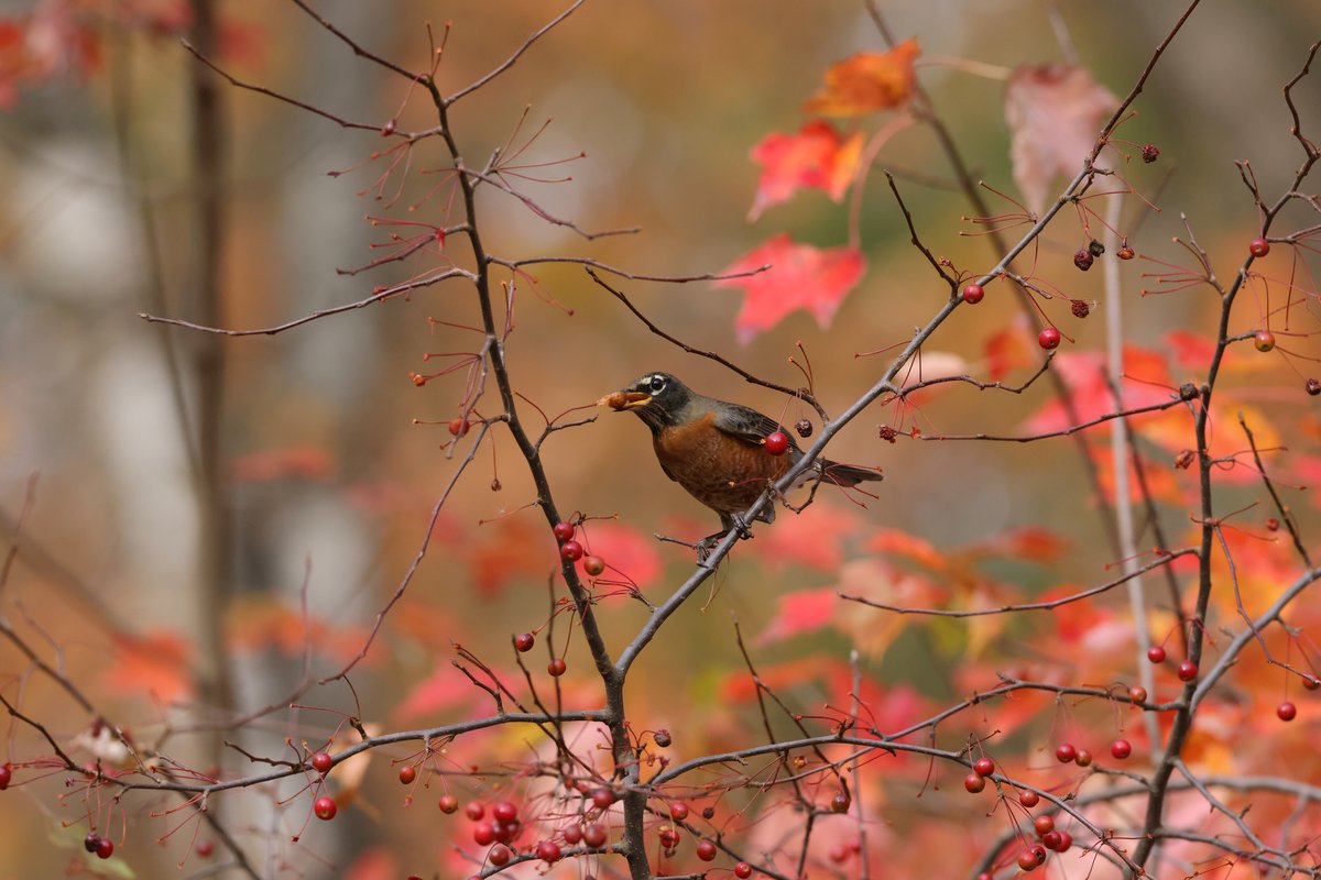 American Robin