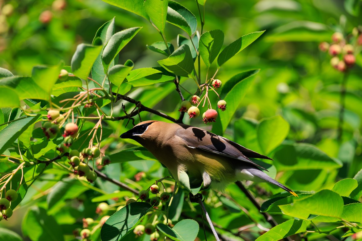 Cedar Waxwing