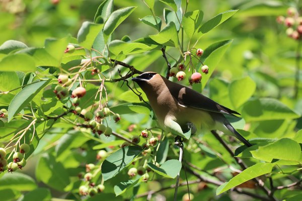 Cedar Waxwing