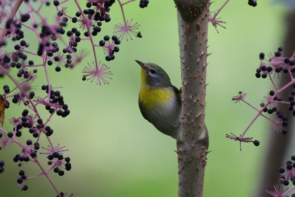 Warblers