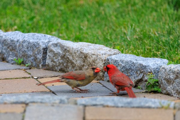 Finches & Cardinals
