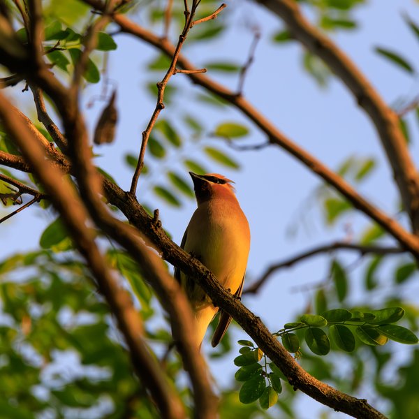 Cedar Waxwing