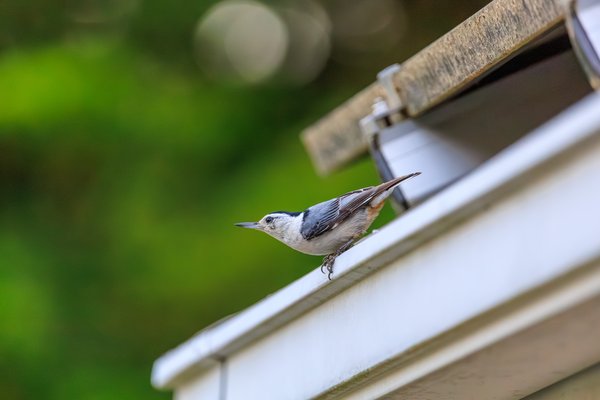 White-breasted Nuthatch