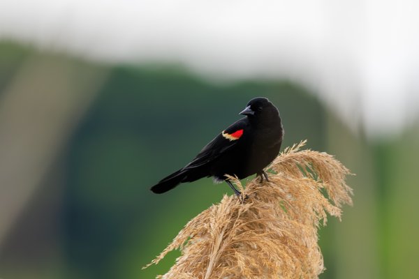 Blackbirds & Orioles
