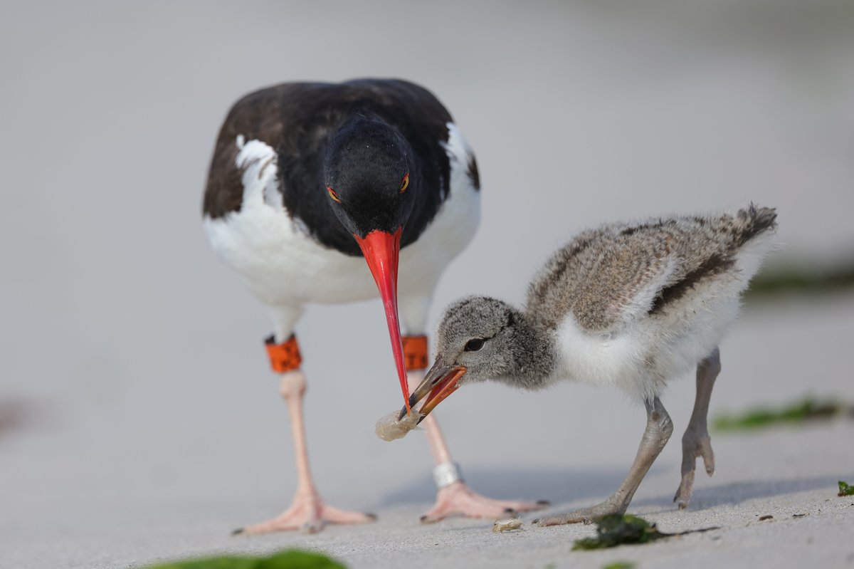American Oystercatcher