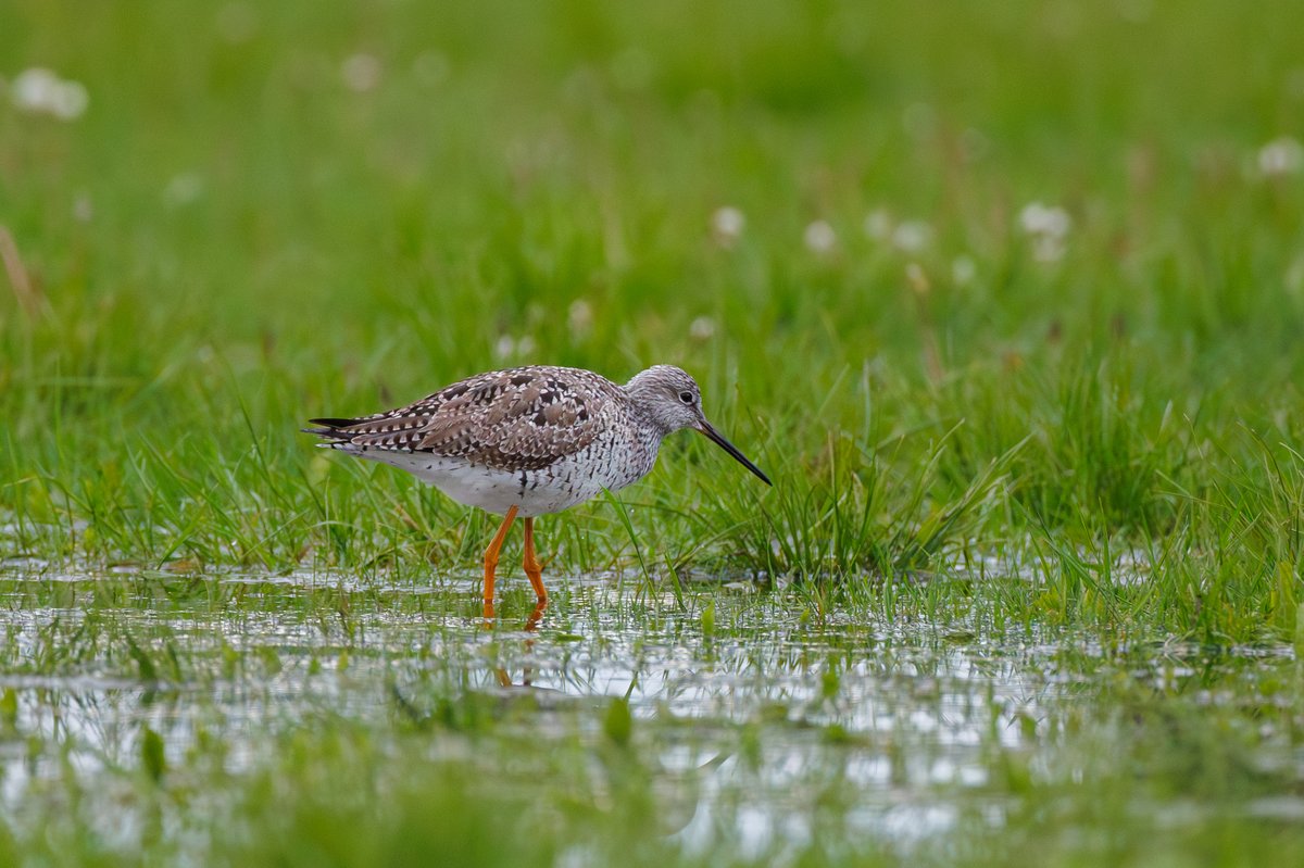 Greater Yellowlegs