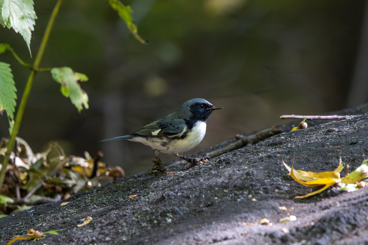 Black-throated Blue Warbler