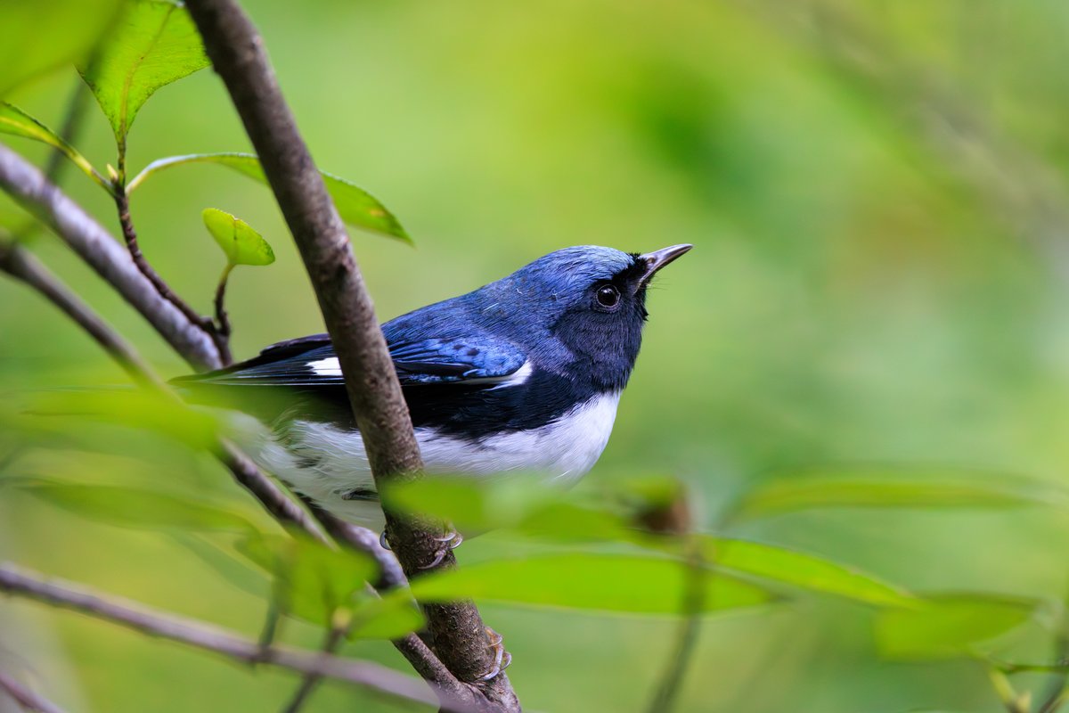 Black-throated Blue Warbler