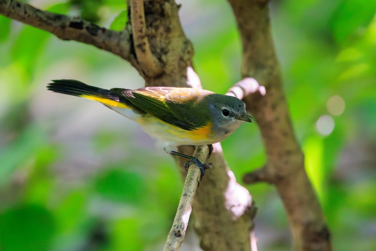 American Redstart