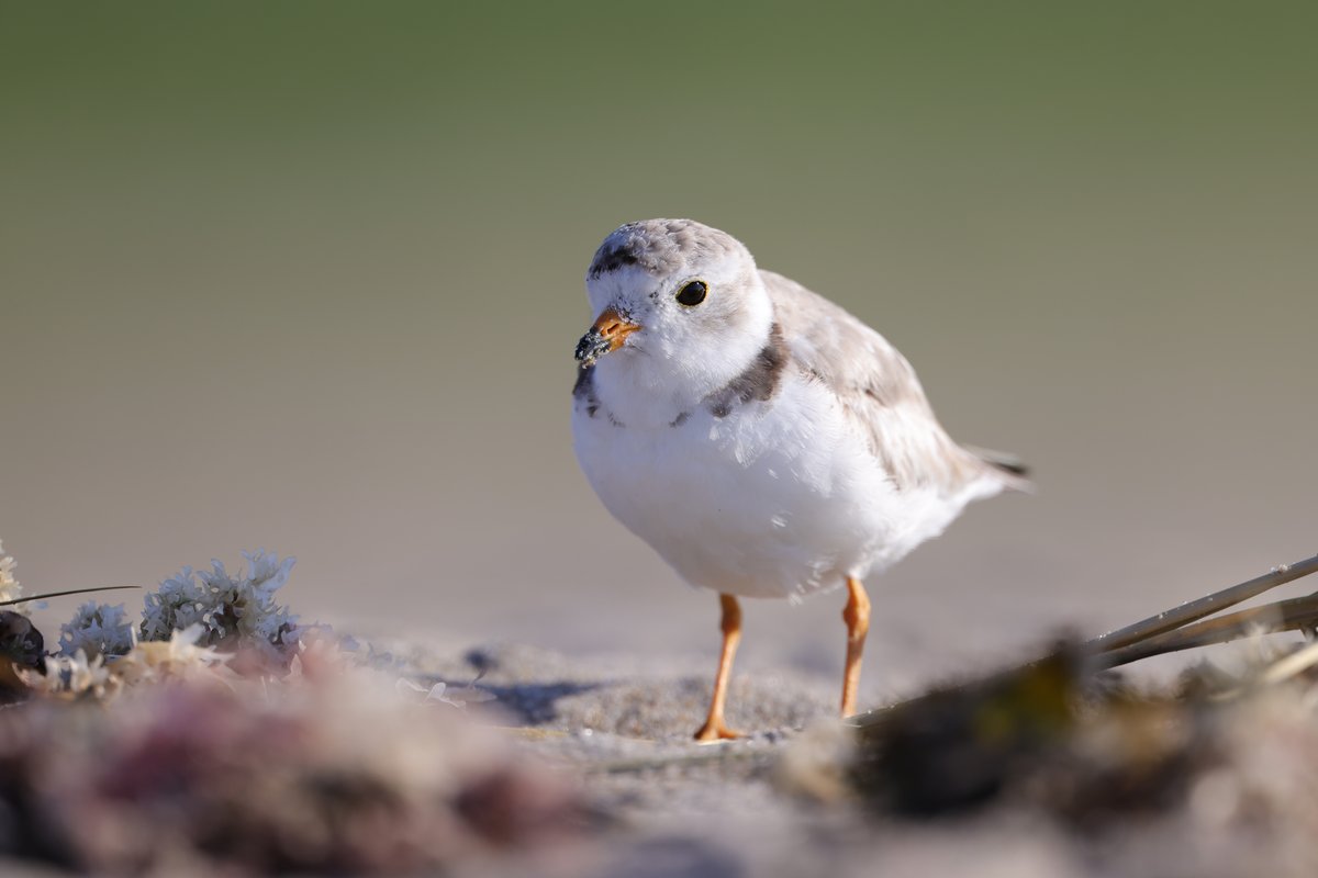 Piping Plover