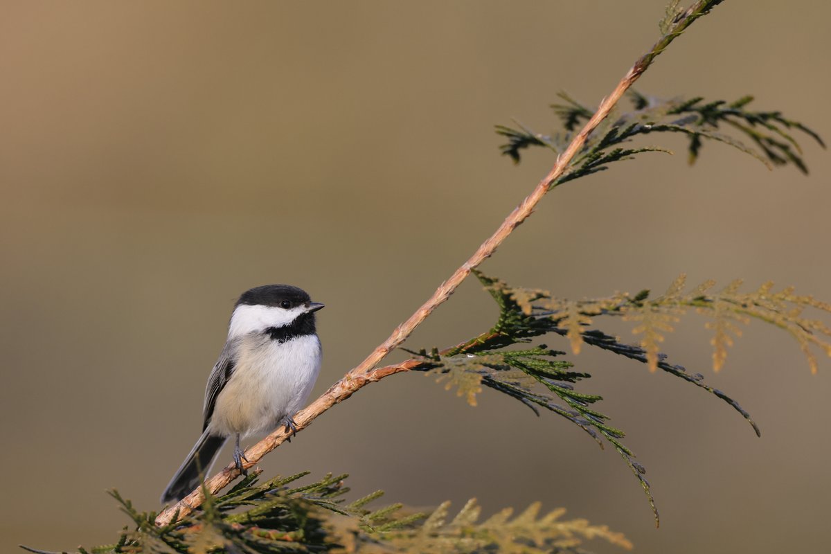 Black-capped Chickadee