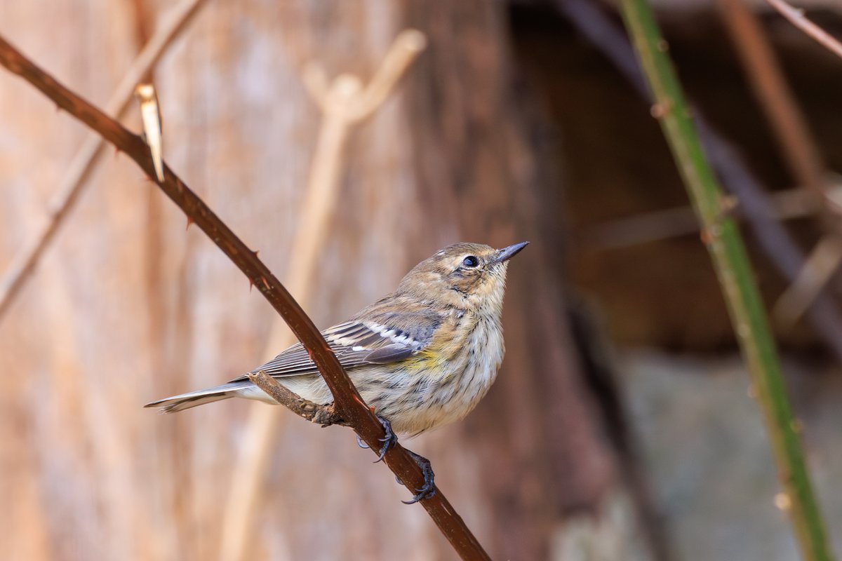 Yellow-rumped Warbler