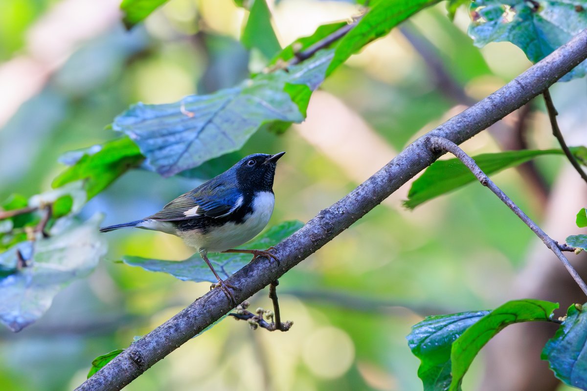 Black-throated Blue Warbler