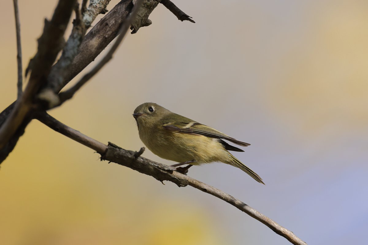 Ruby-crowned Kinglet