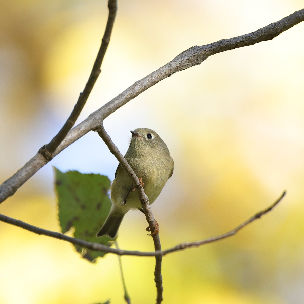 Ruby-crowned Kinglet