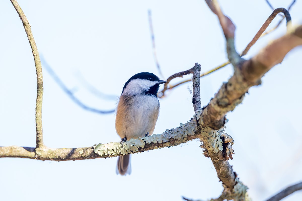 Black-capped Chickadee