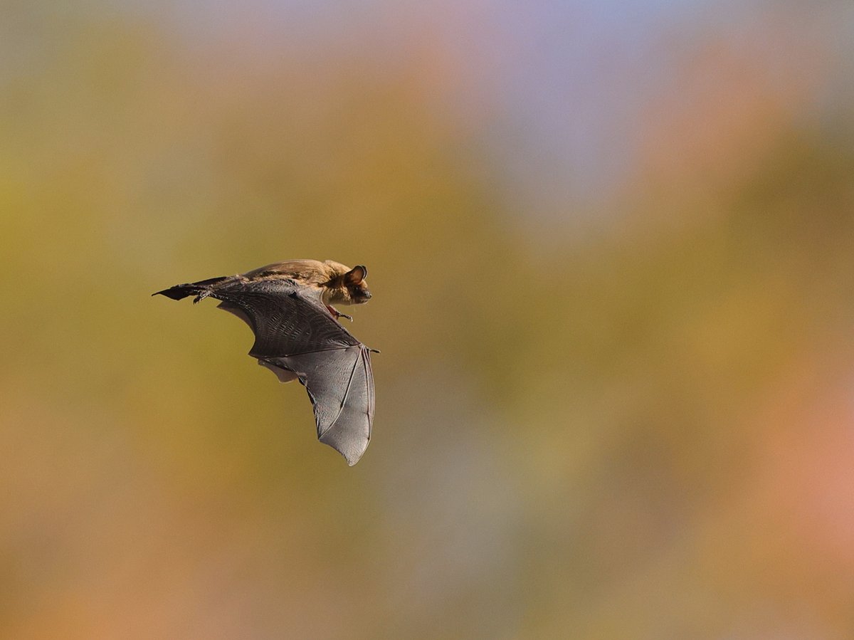 Big brown bat
