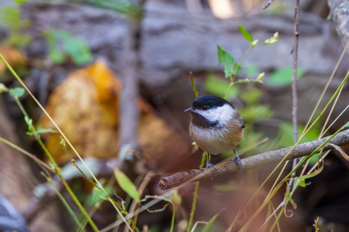Black-capped Chickadee