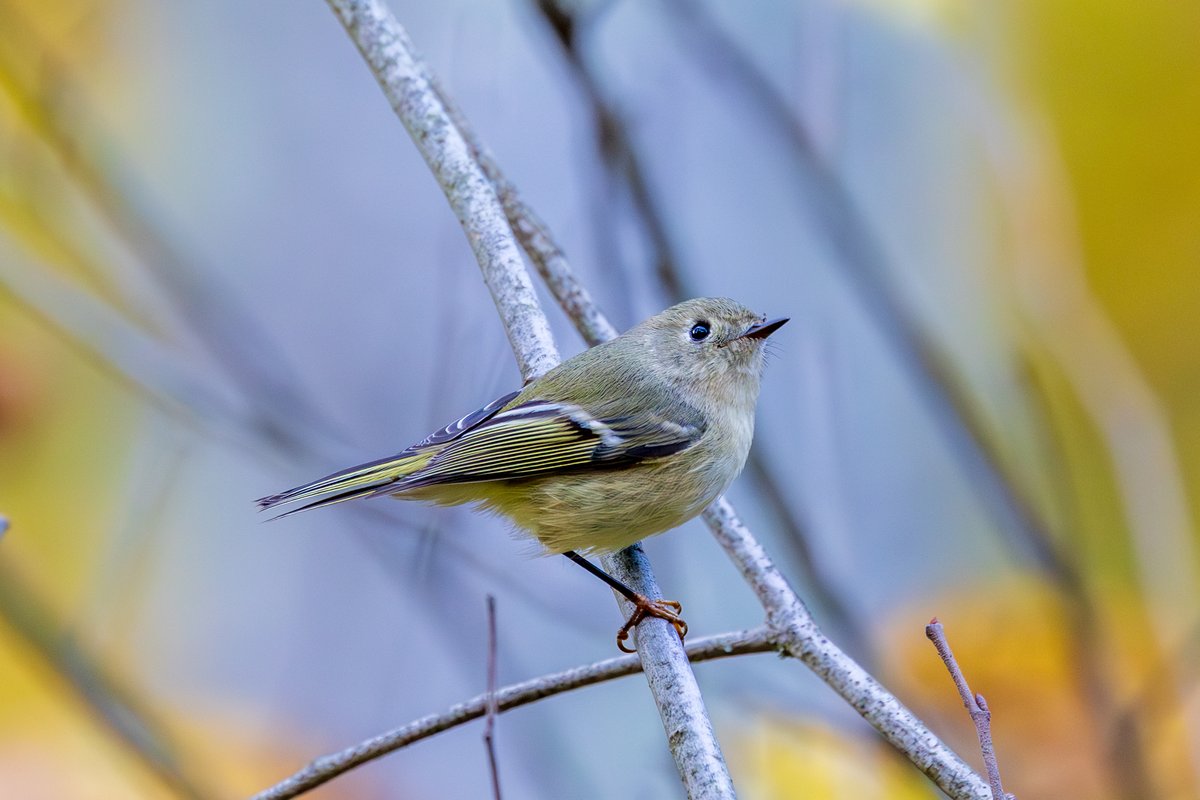 Ruby-crowned Kinglet