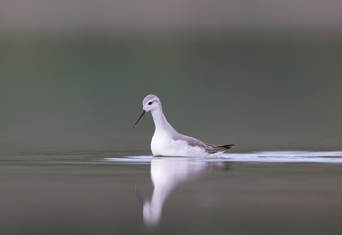 Wilson's Phalarope