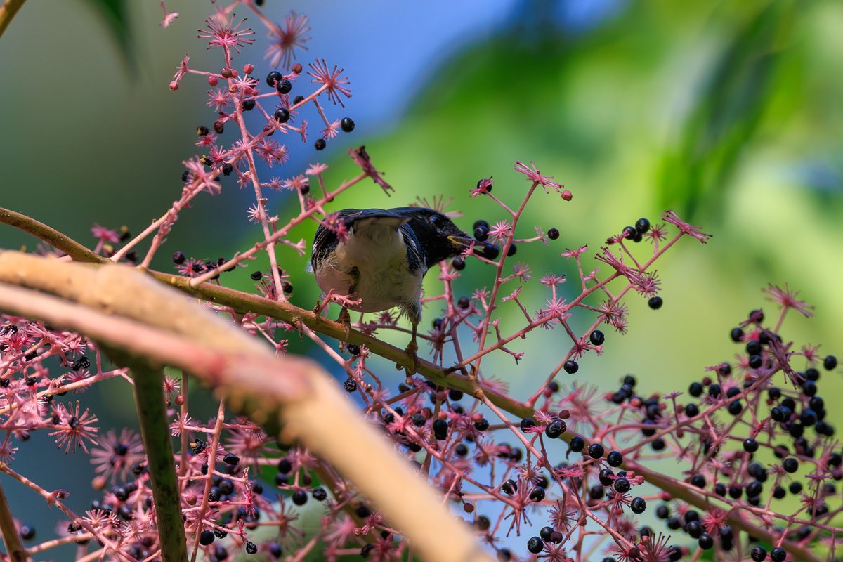 Black-throated Blue Warbler