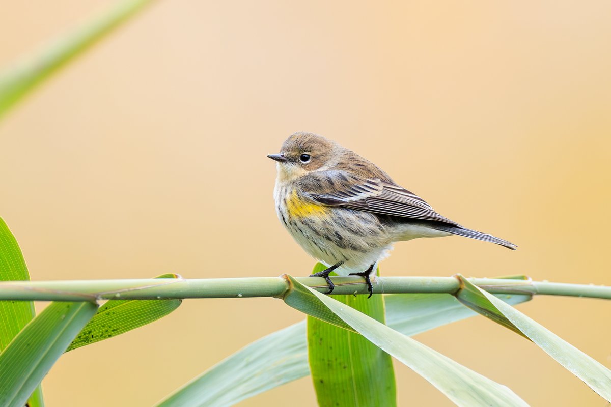 Yellow-rumped Warbler