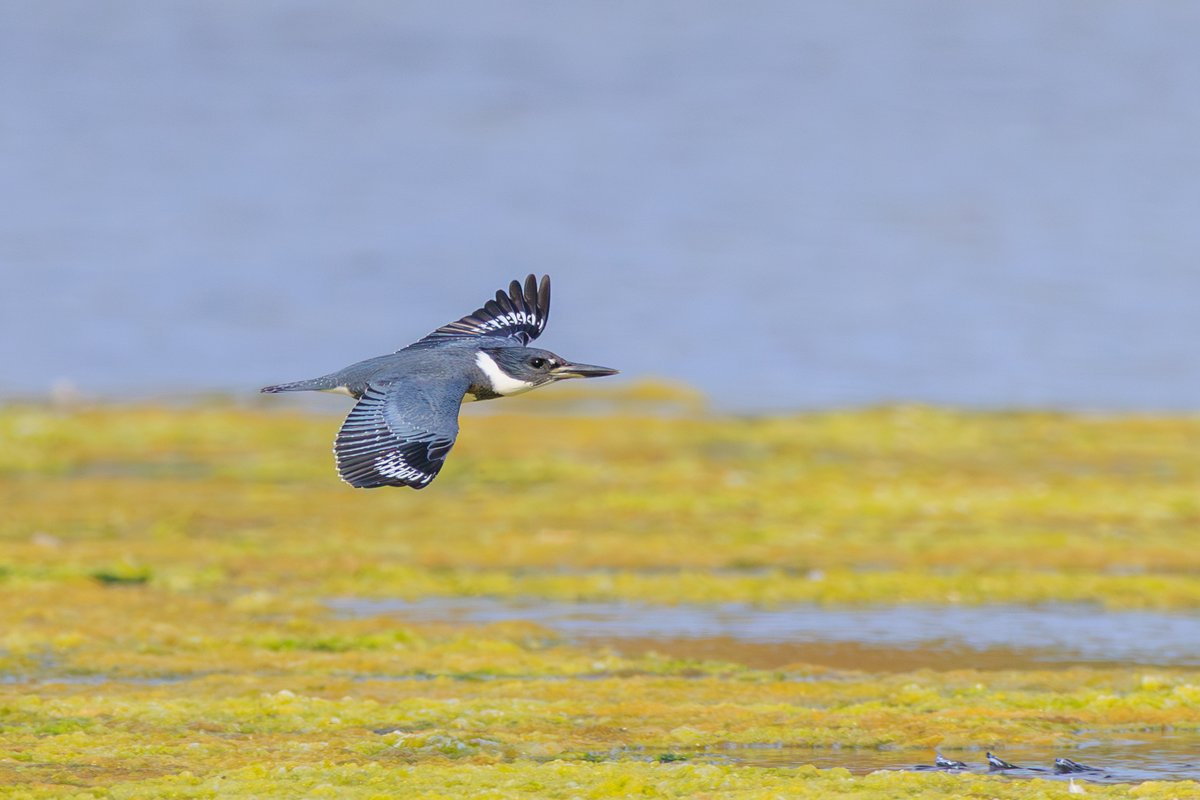 Belted Kingfisher