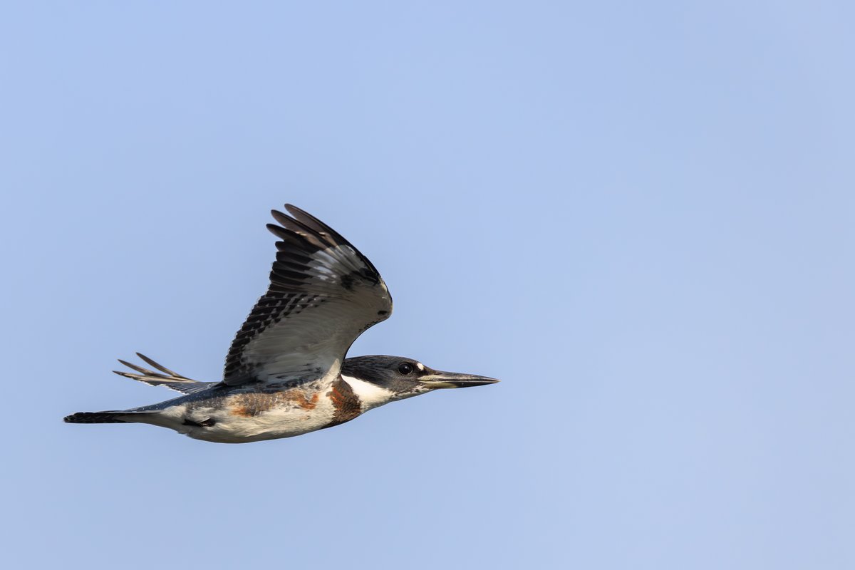 Belted Kingfisher