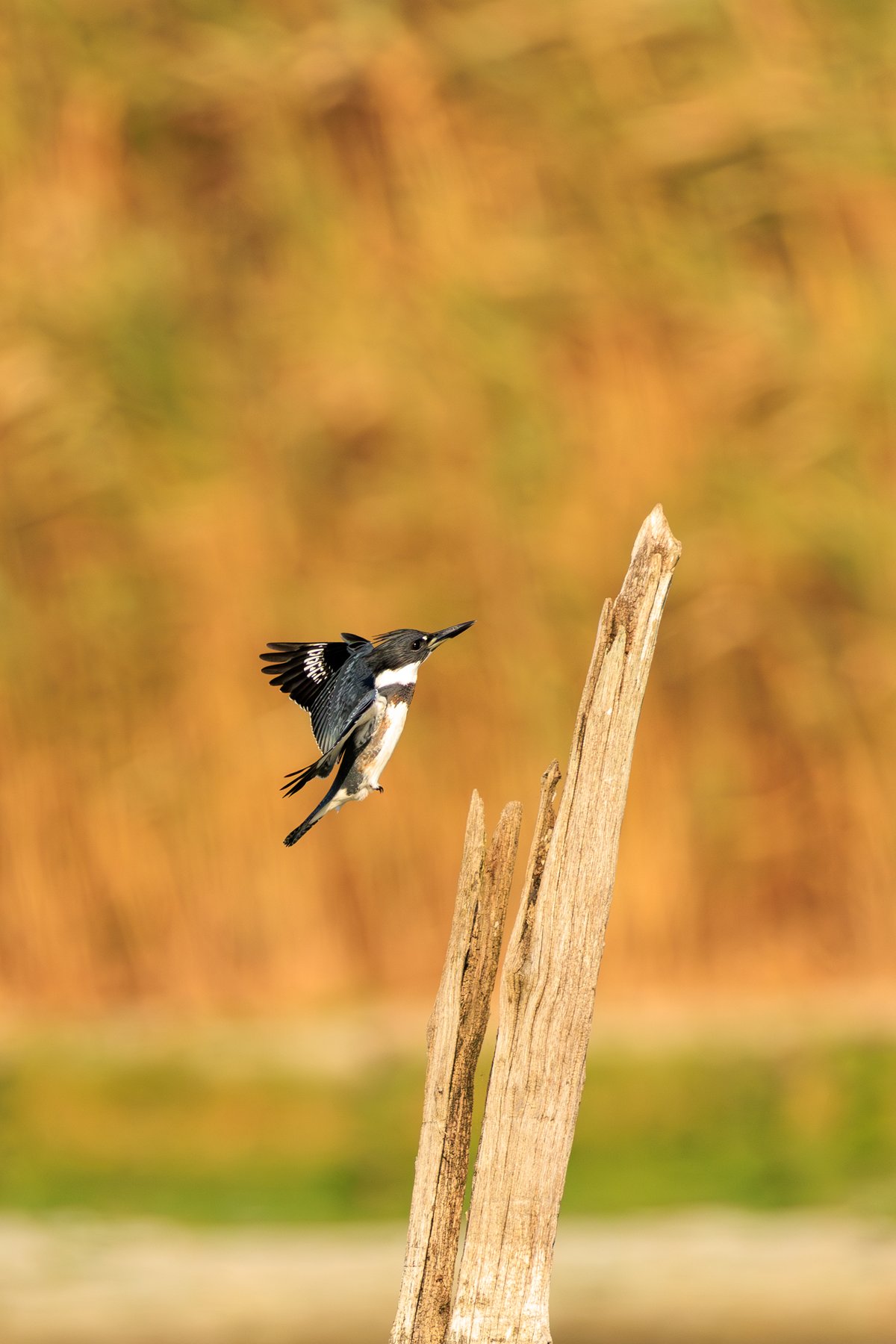 Belted Kingfisher