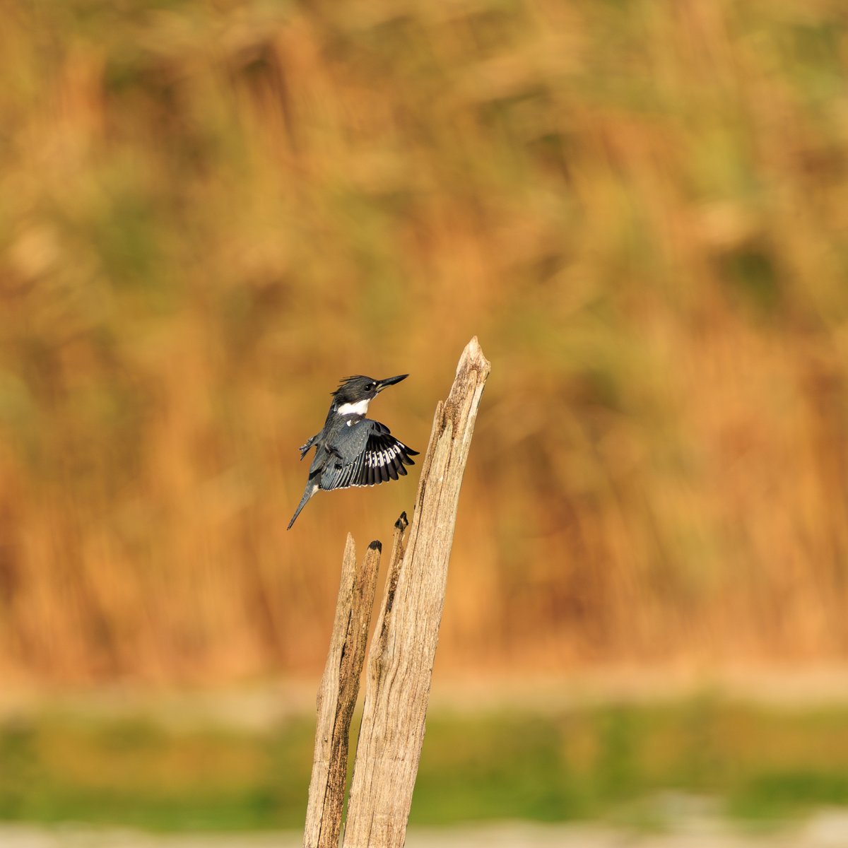Belted Kingfisher