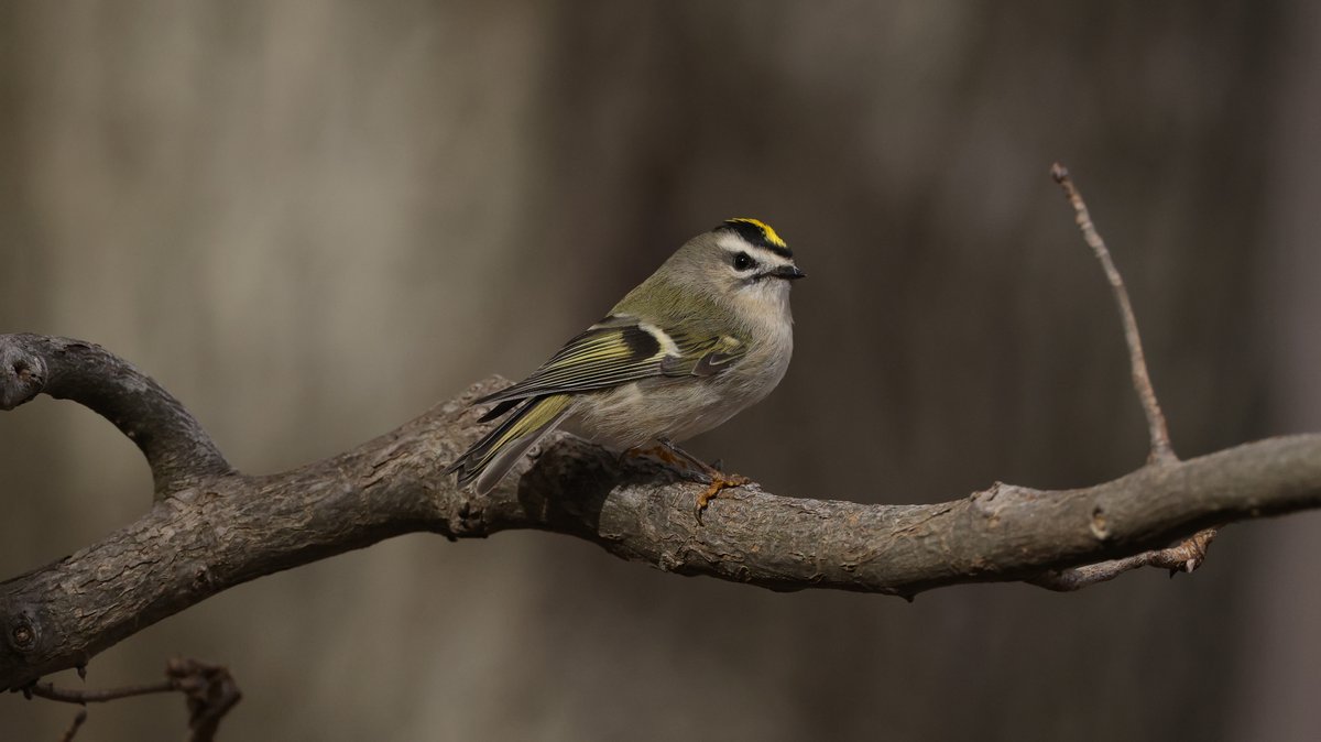Golden-crowned Kinglet