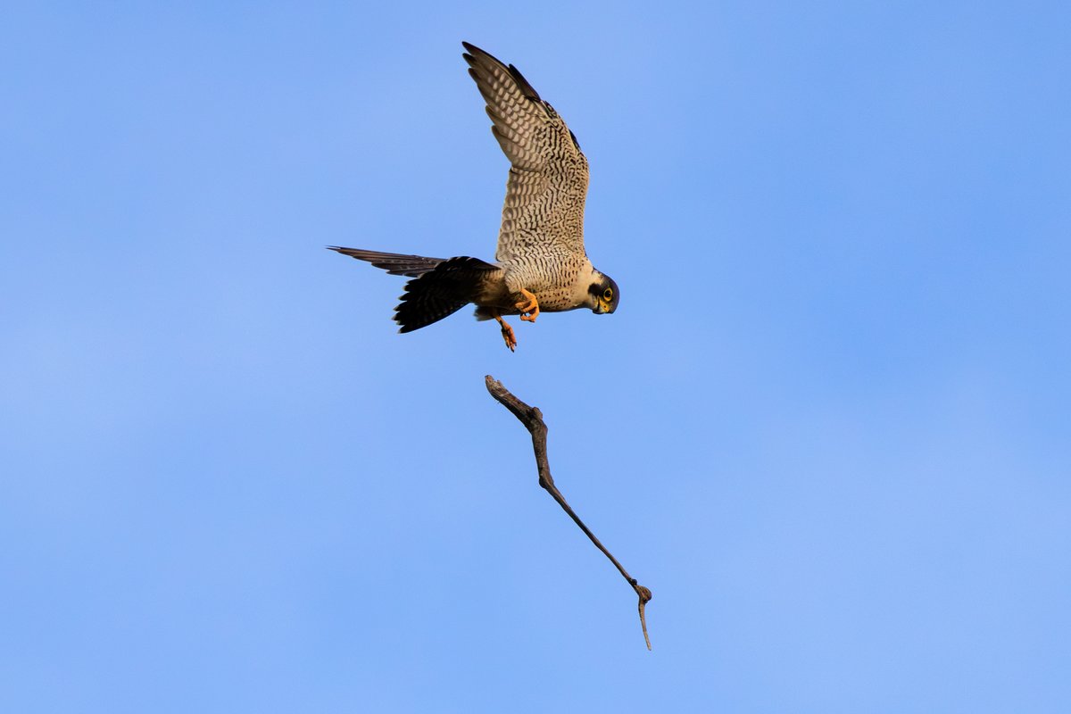 Peregrine Falcon