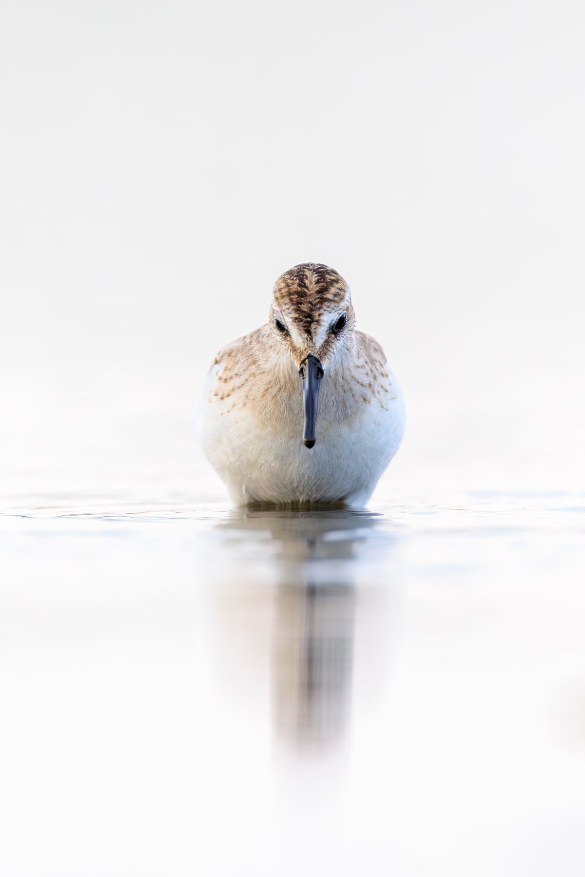Semipalmated Sandpiper