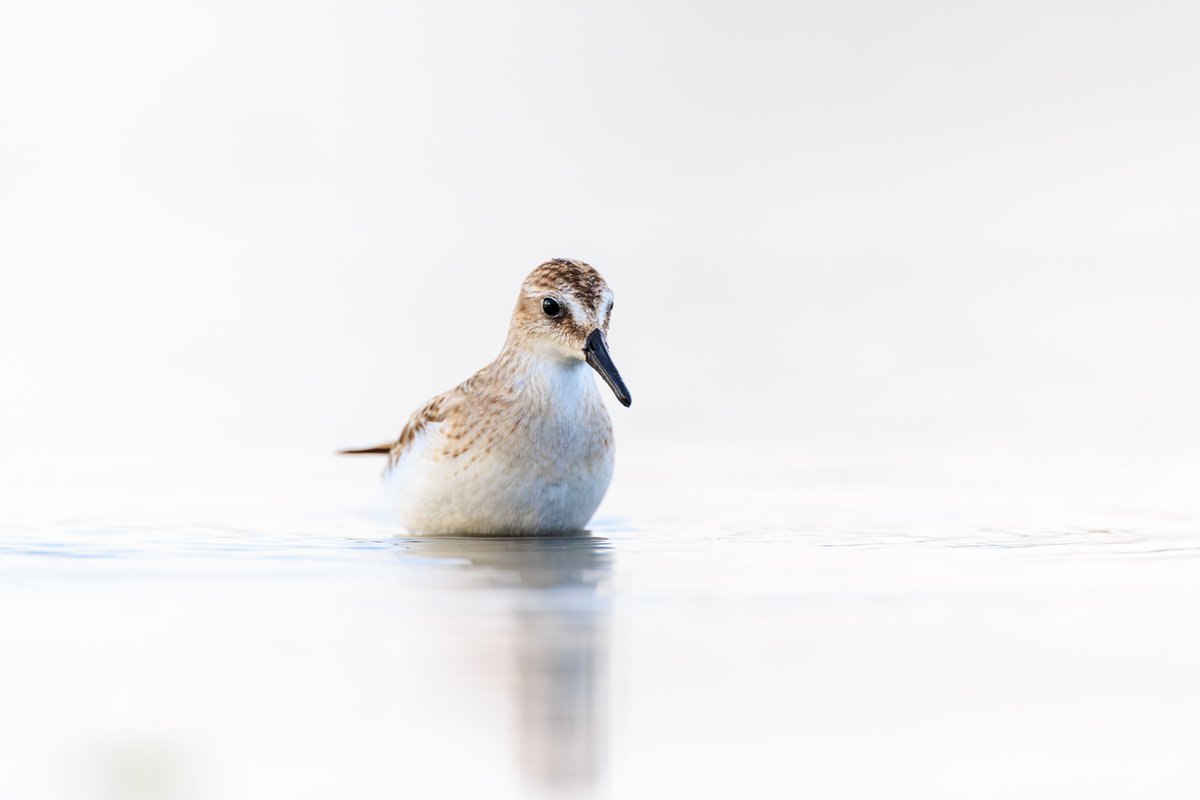 Semipalmated Sandpiper