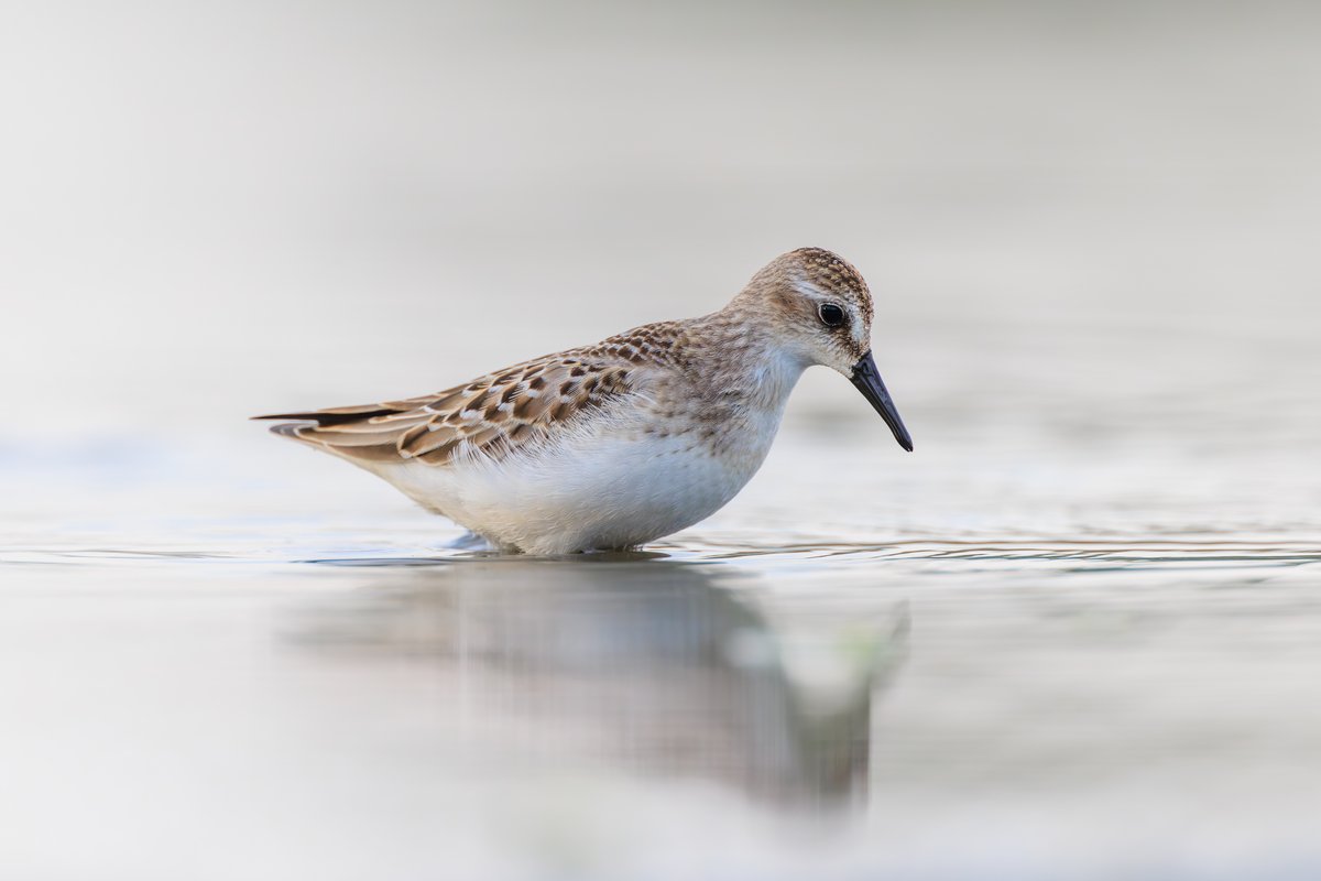 Semipalmated Sandpiper