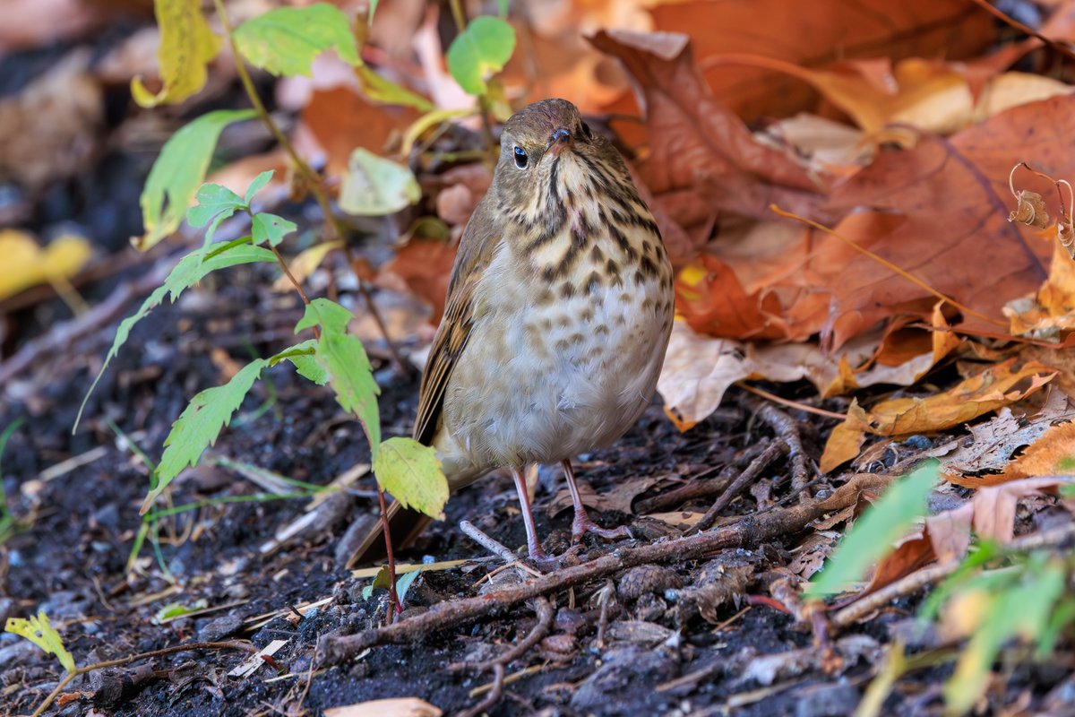 Hermit Thrush