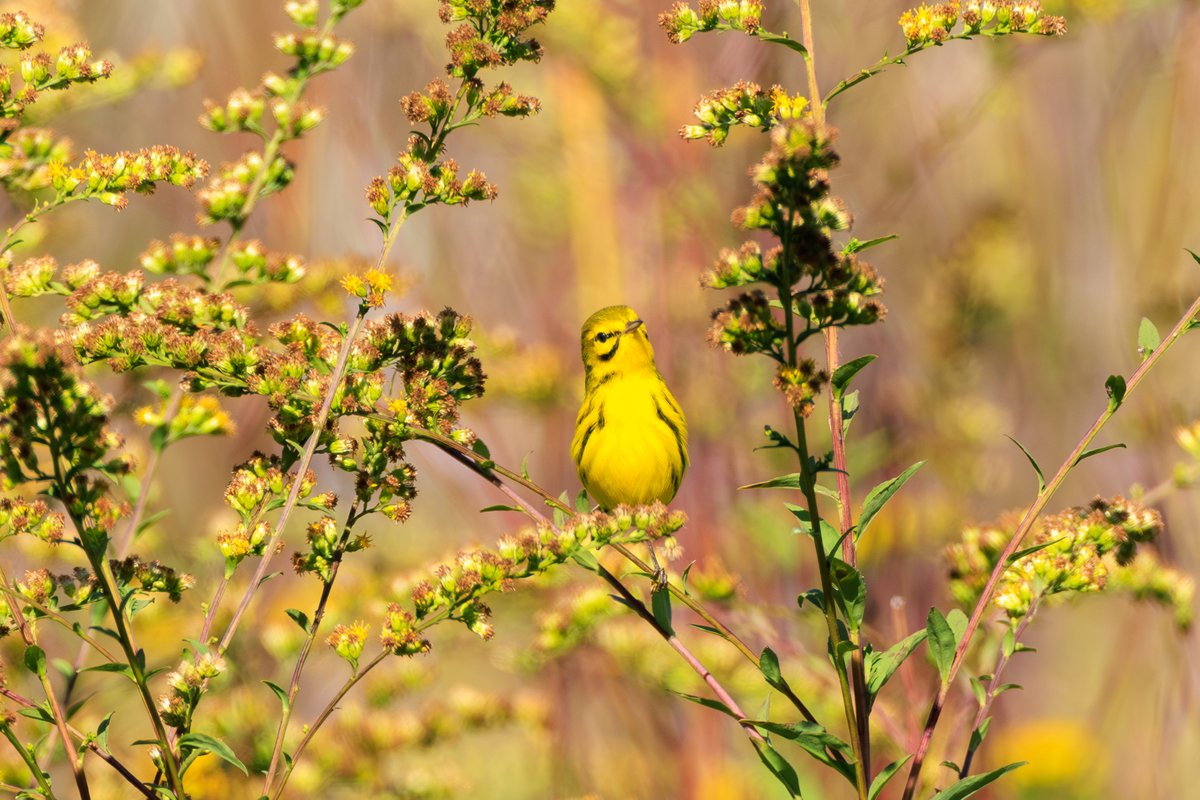 Prairie Warbler
