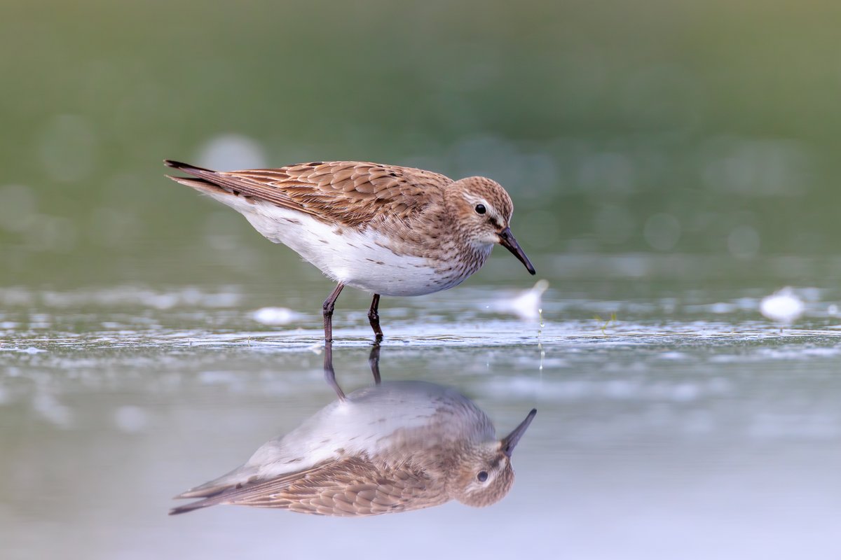 White-rumped Sandpiper