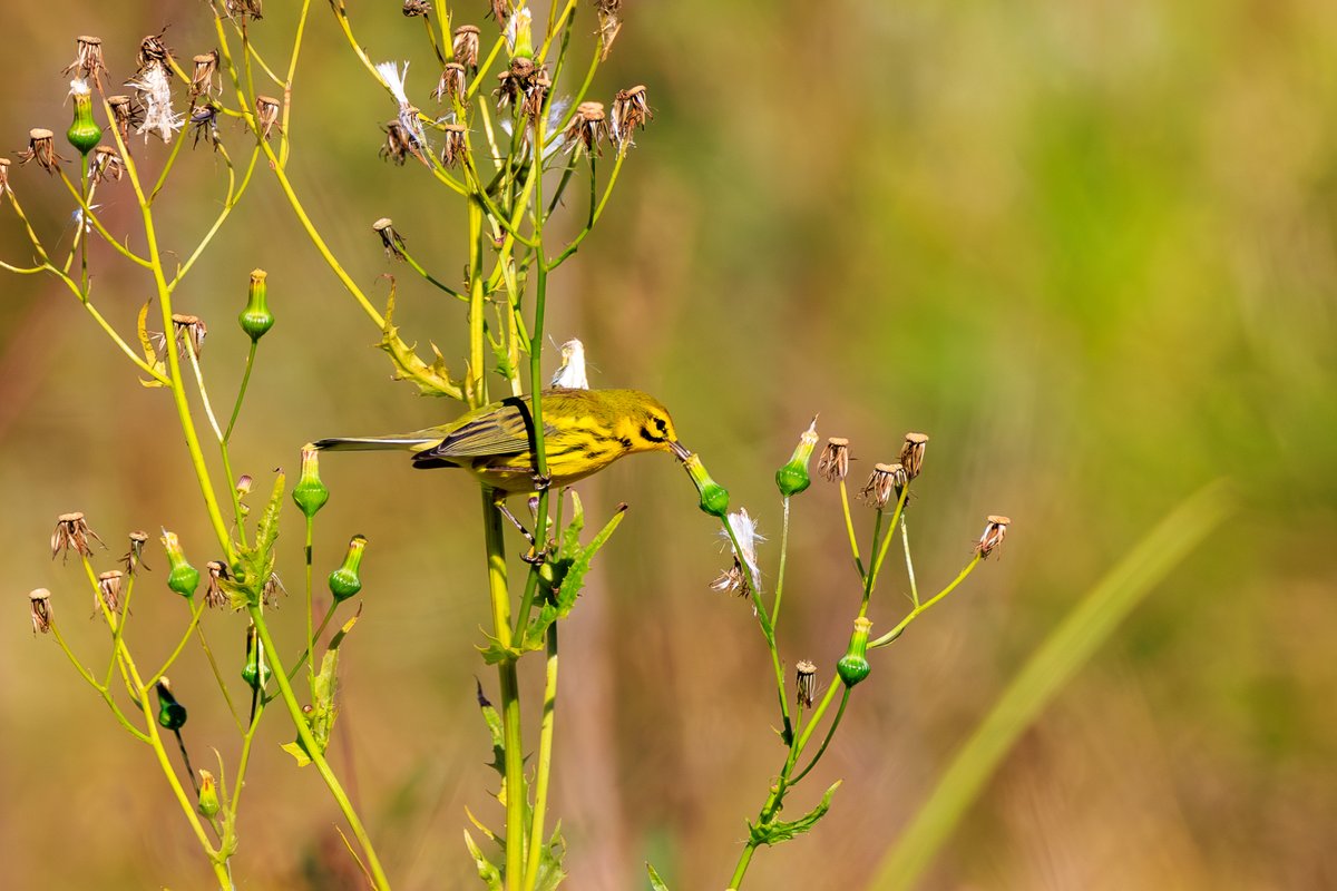 Prairie Warbler