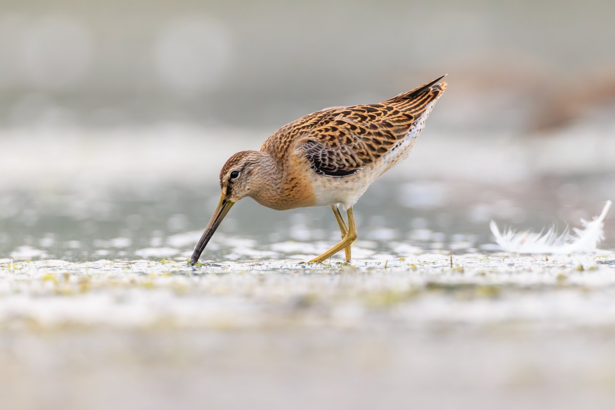 Short-billed Dowitcher