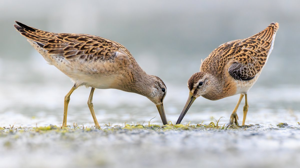 Short-billed Dowitcher