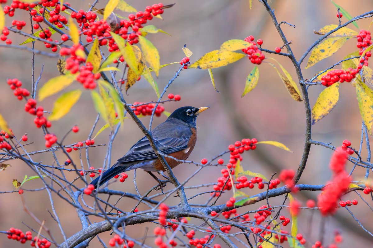 American Robin