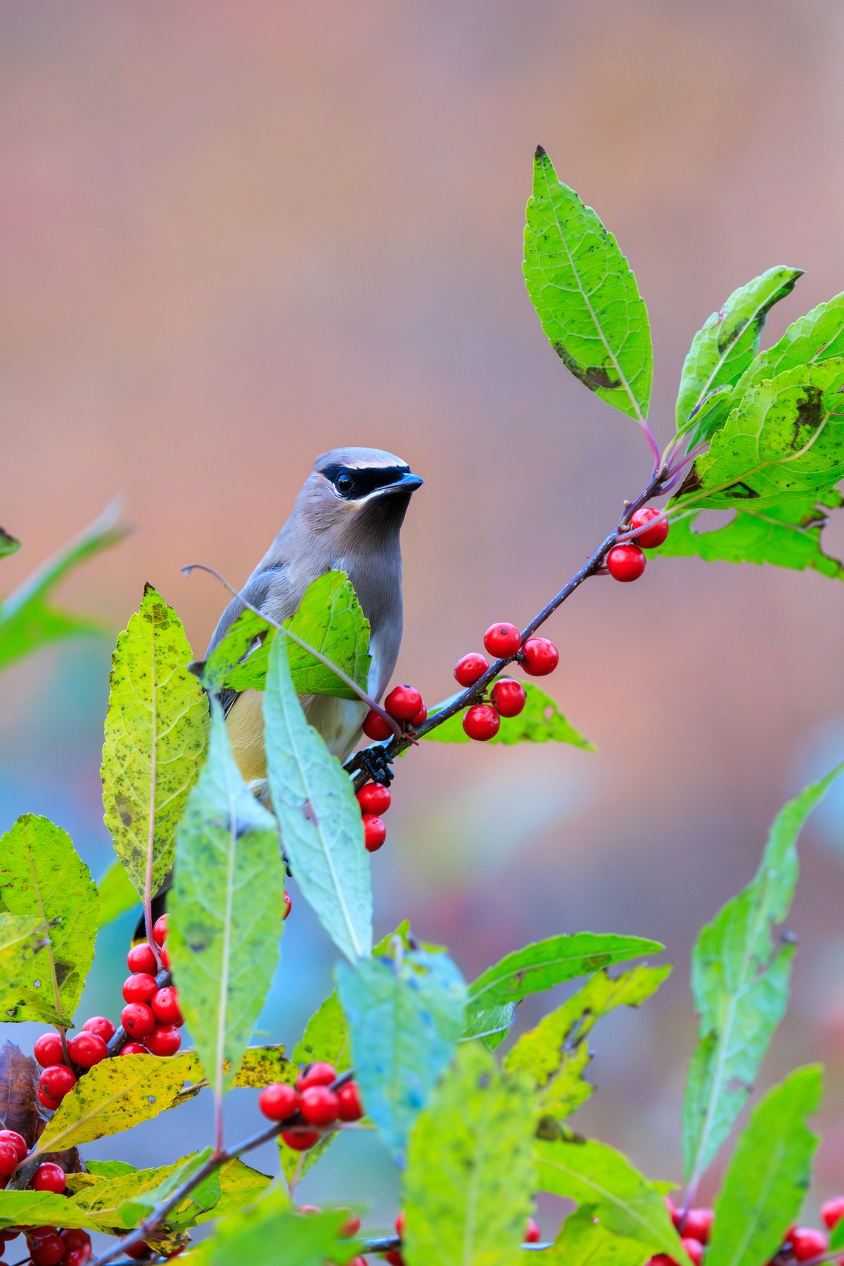 Cedar Waxwing