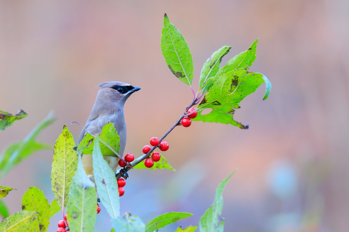 Cedar Waxwing