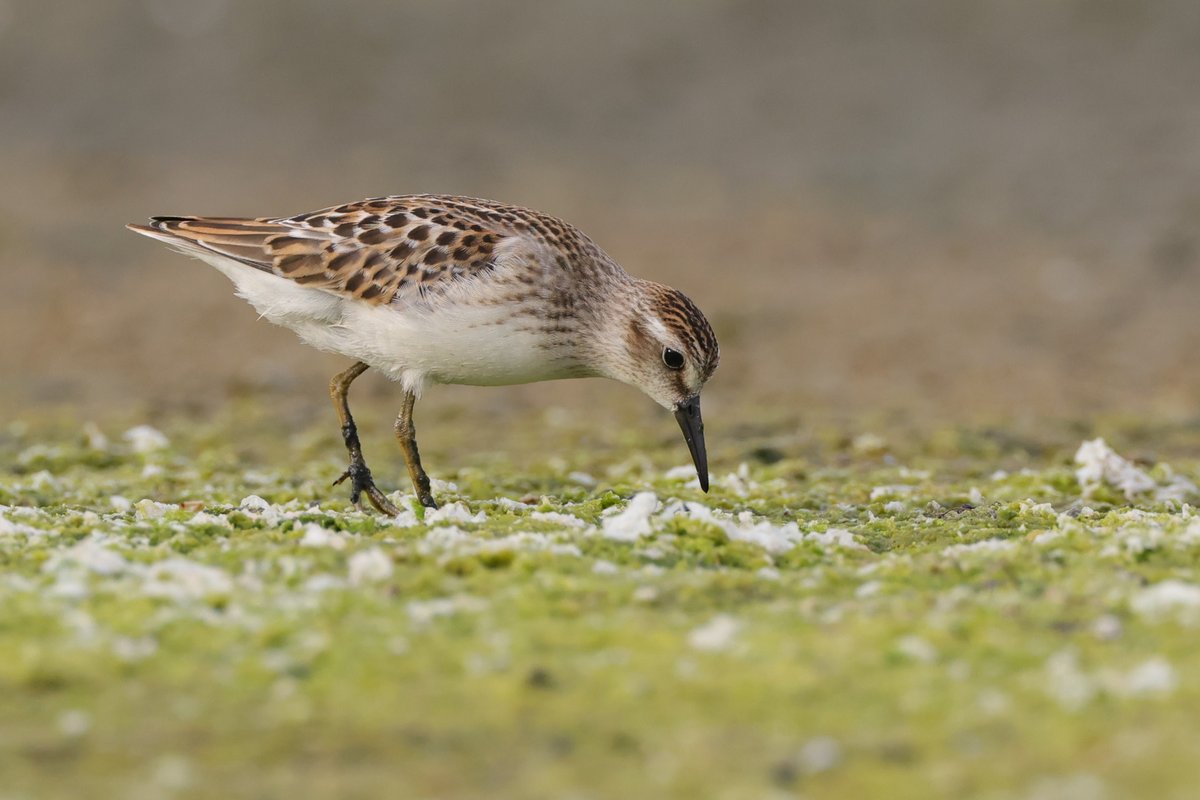 Least Sandpiper