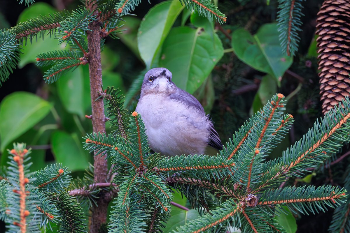 Northern Mockingbird
