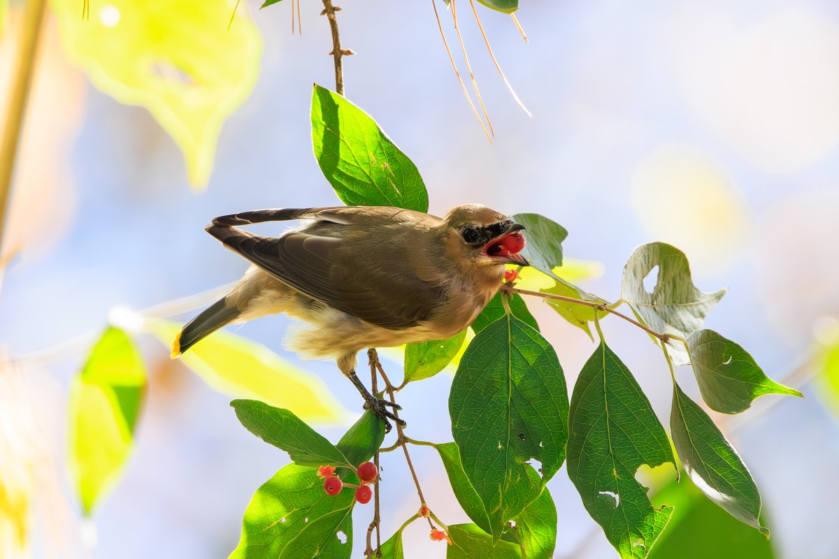 Cedar Waxwing