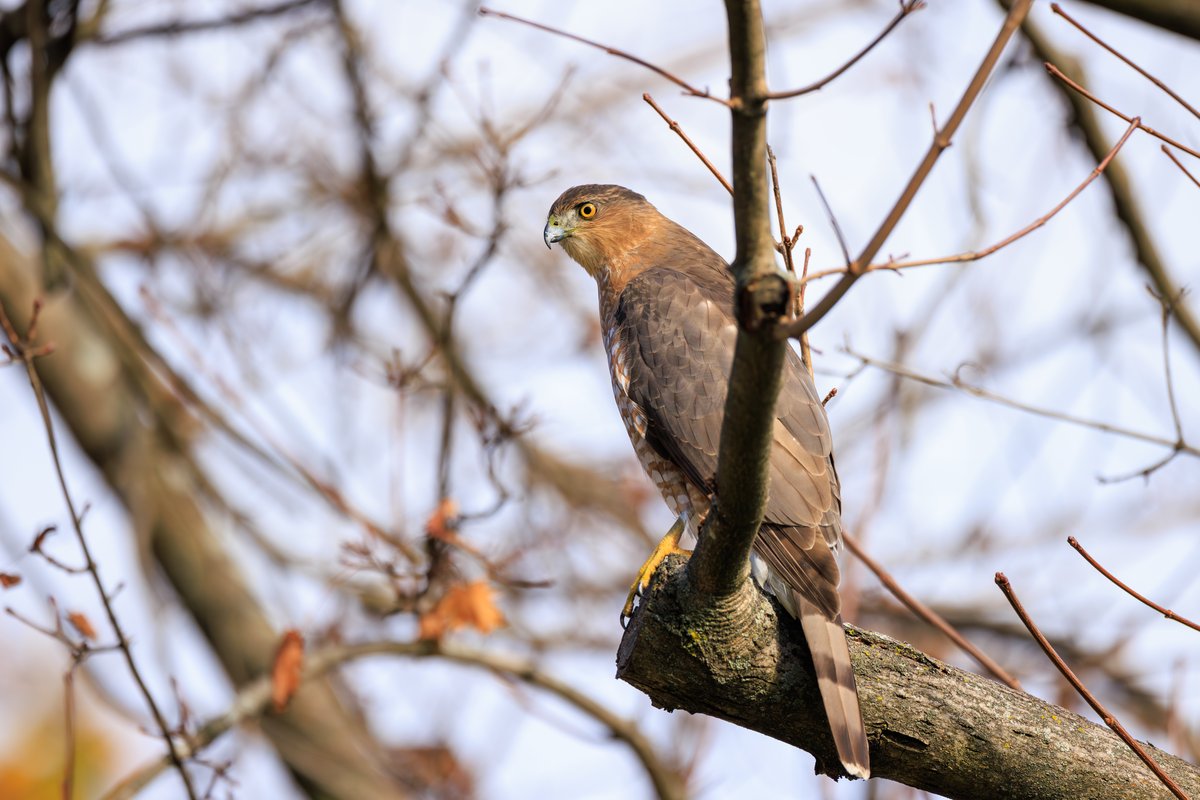 Cooper's Hawk