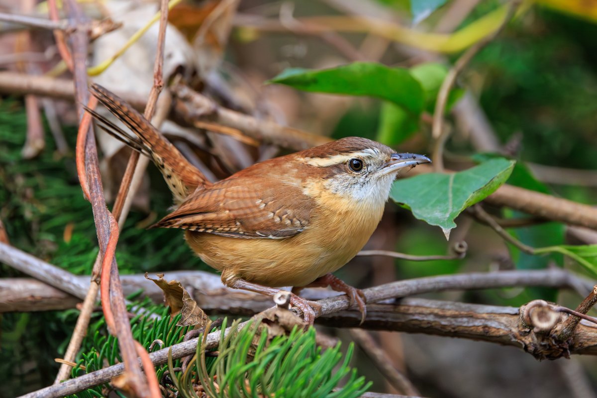 Carolina Wren