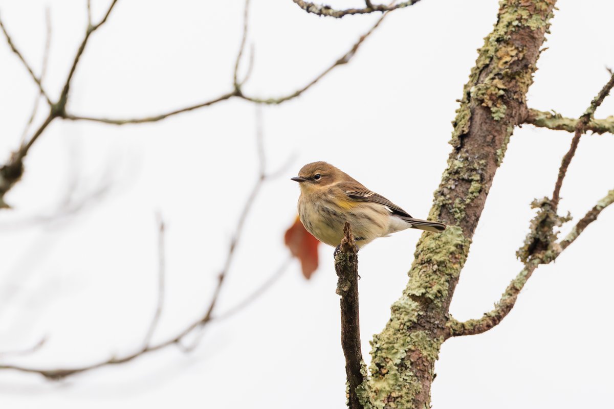 Yellow-rumped Warbler